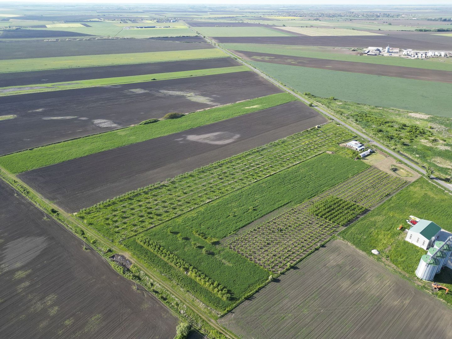 Livadă de nuci și pruni 2.4ha în Variașul Mare - Poză 11