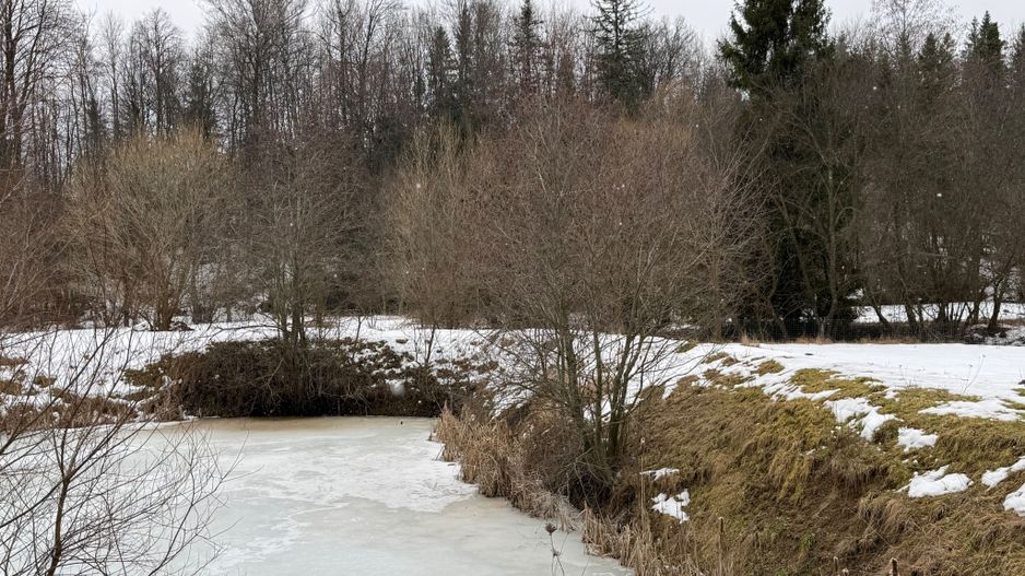 Teren extravilan | Horodnic De Sus | 3600MP - Poză 11