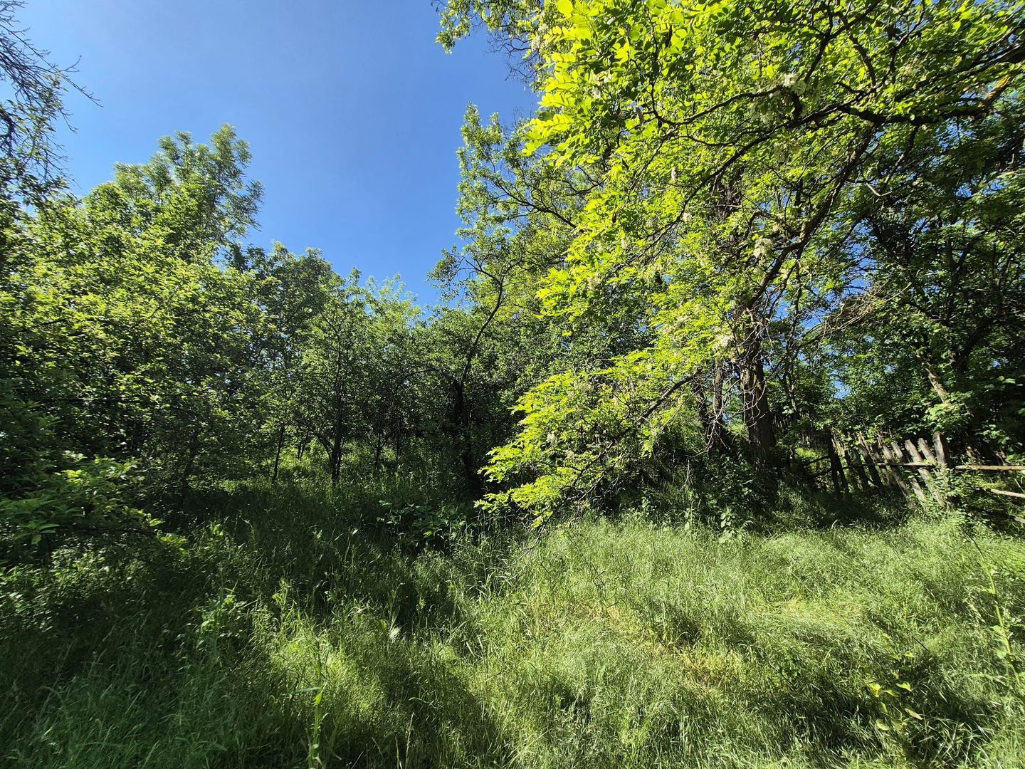 Teren intravilan 1290 mp Plaiu-Provita de Sus - Poză 11