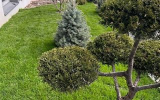 Apartament Clasa A cu Gradina, In Mijlocul Naturii: - Poză 11