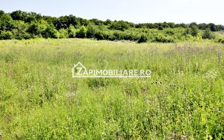 Teren 5.000 mp Corunca in spate la Dacia 40 euro mp - Poză 6