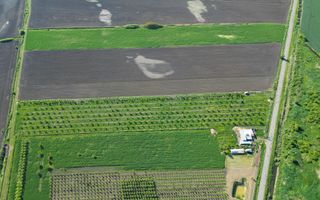 Livadă de nuci și pruni 2.4ha în Variașul Mare - Poză 23