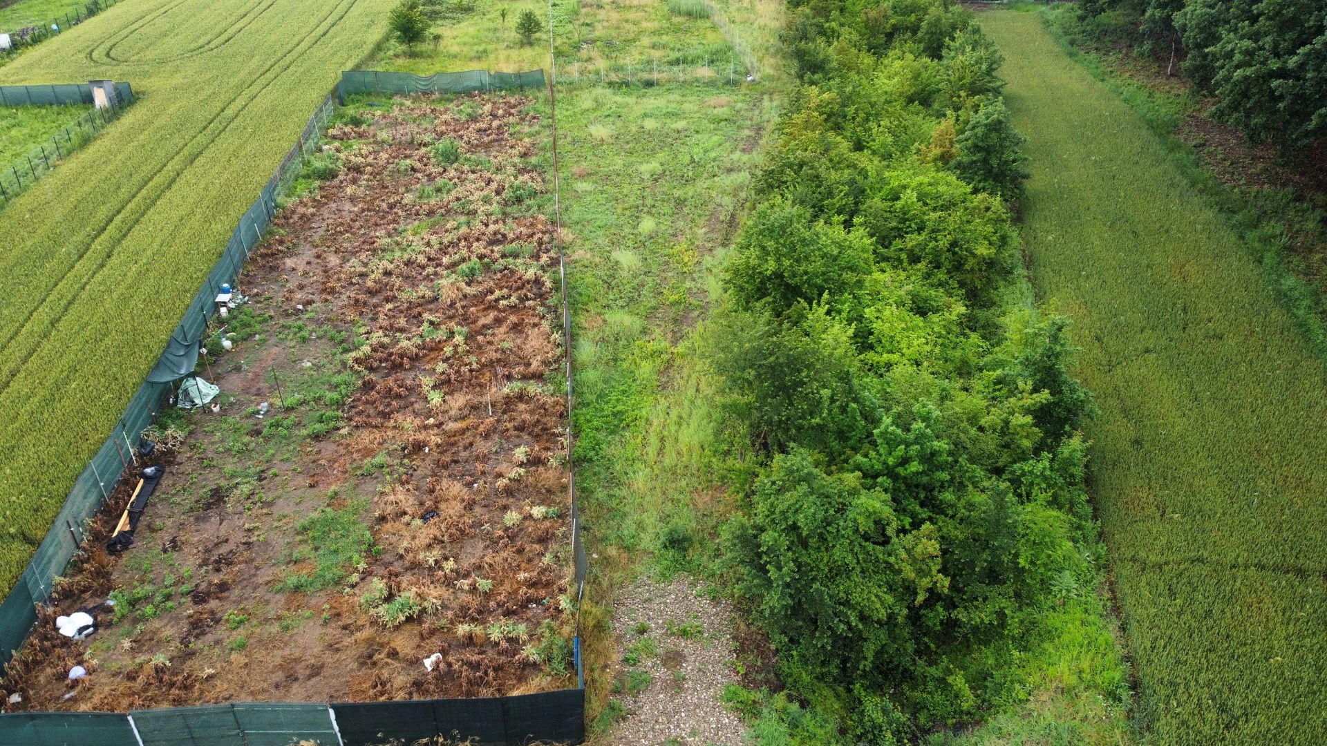 Teren superb Moara Vlasiei - langa padure (COMISION ZERO) - Poză 2