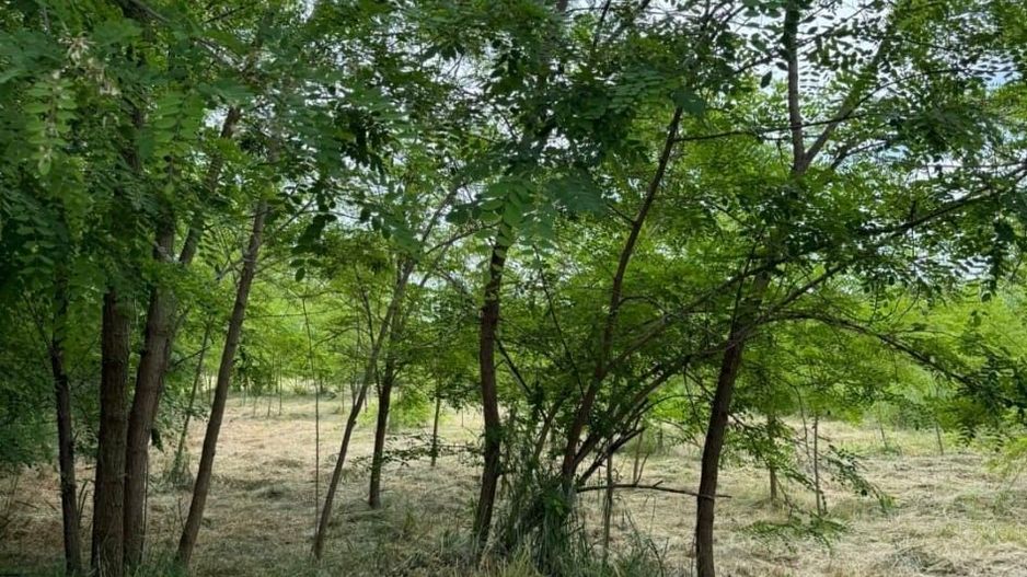 Vanzare teren intravilan cu dubla deschidere - Sacuieni - Poză 5