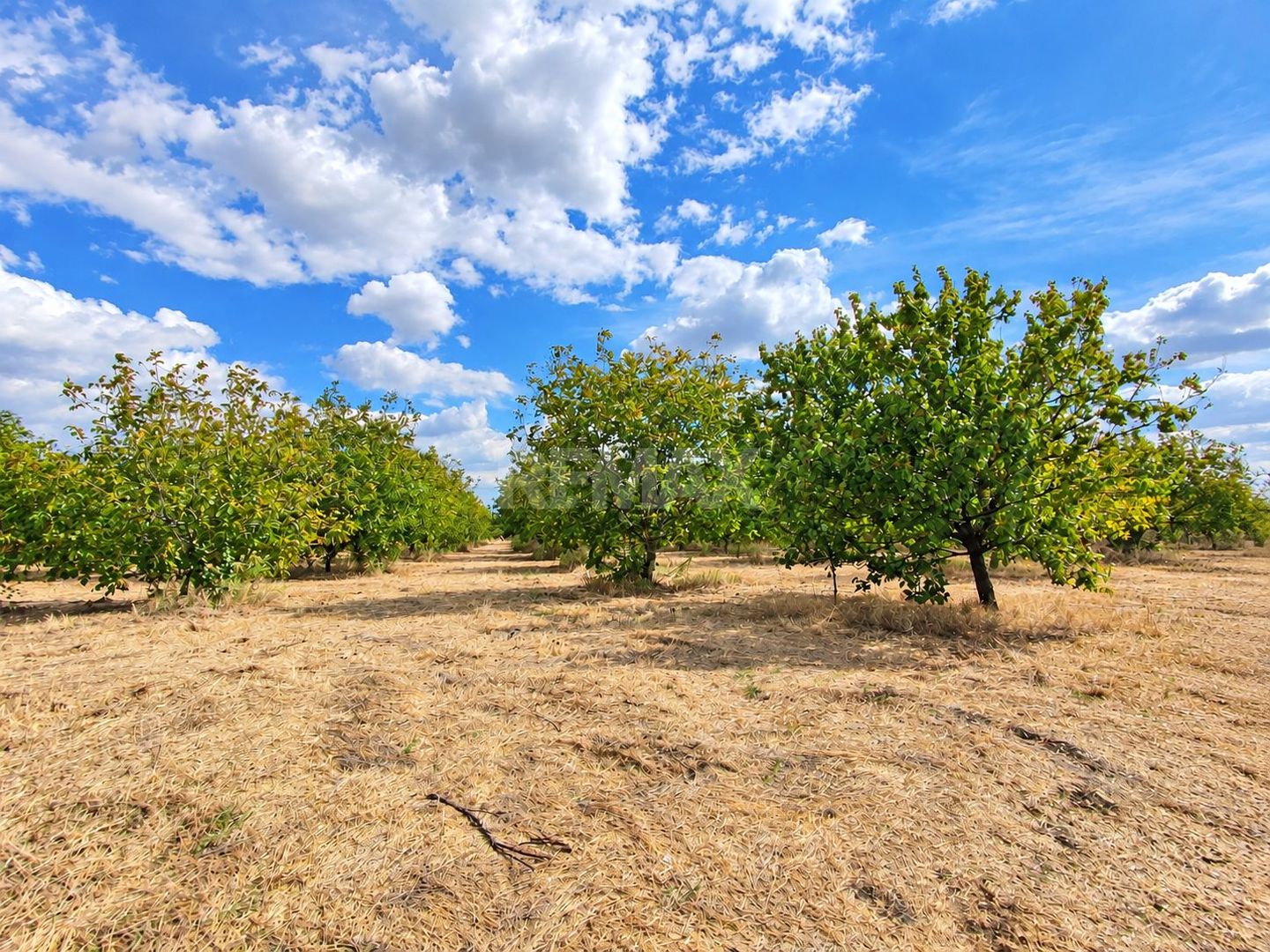 LIVADĂ DE NUCI – 24,5 HA | ȚÎNȚĂRENI, ANENII NOI - Poză 6