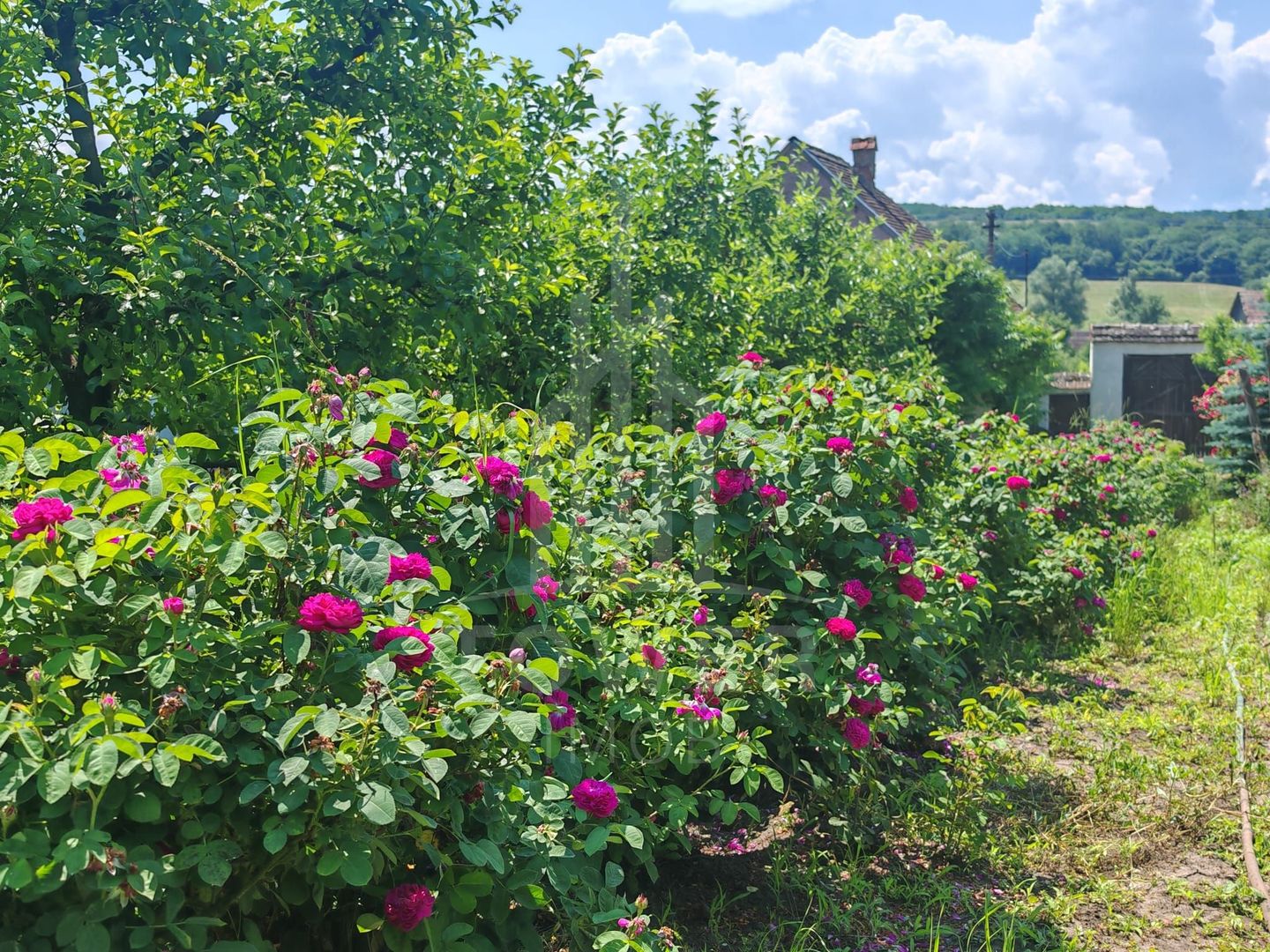 Casă săsească autentică în Bruiu (Sibiu) - Poză 14
