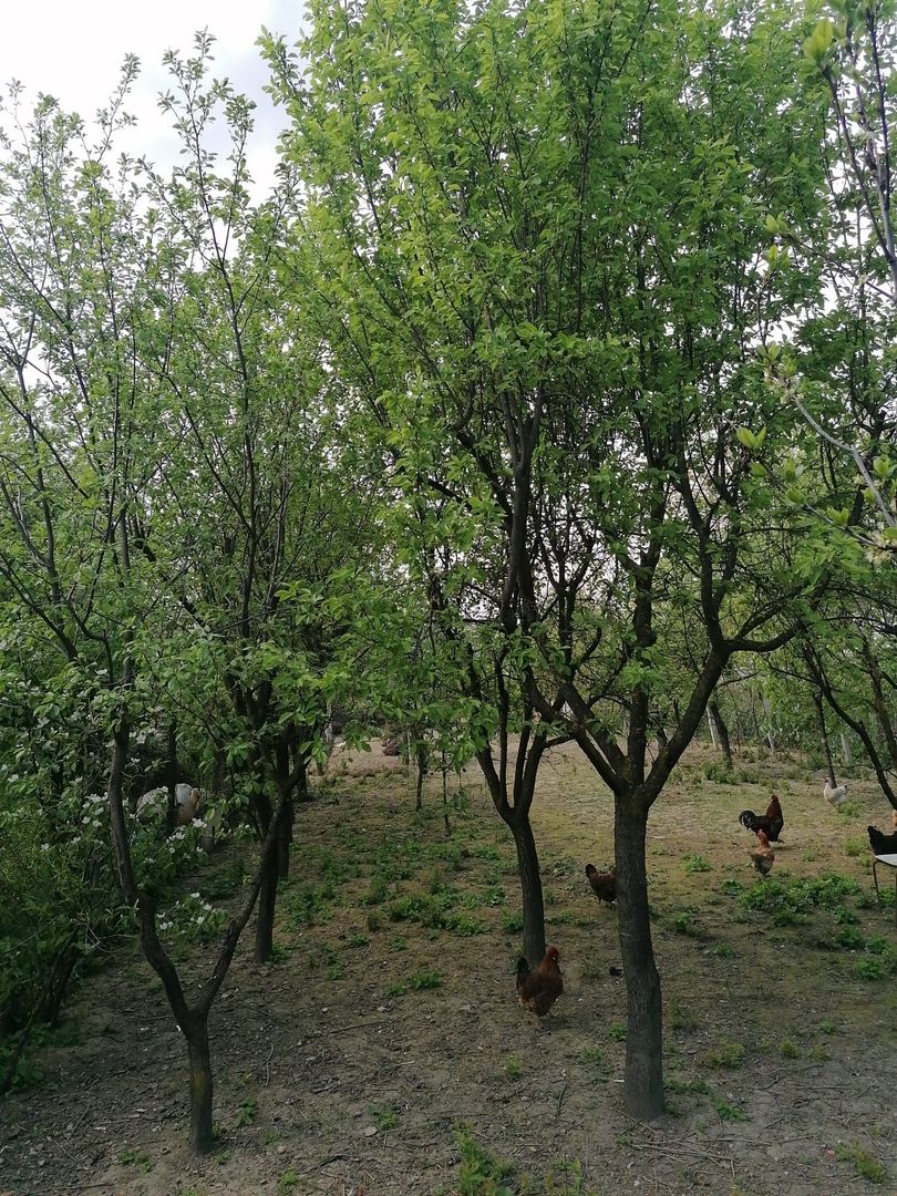 Ag EUROPA vinde casa 6 cam teren 11 ari în zona 14 Mai. - Poză 8