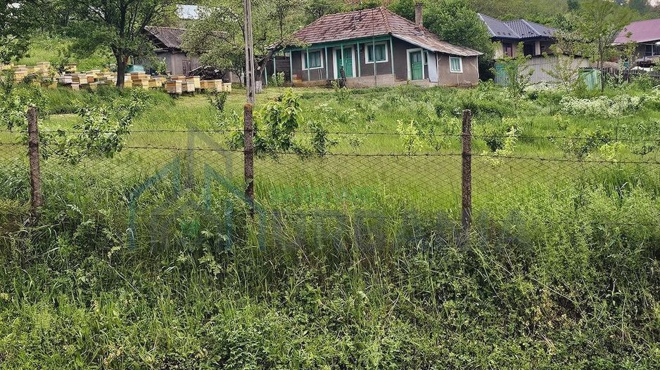 Casă cu teren intravilan de 5000 mp, livadă tânără și vie productivă, în Roșu, comuna Răducăneni, județul Iași - Poză 10