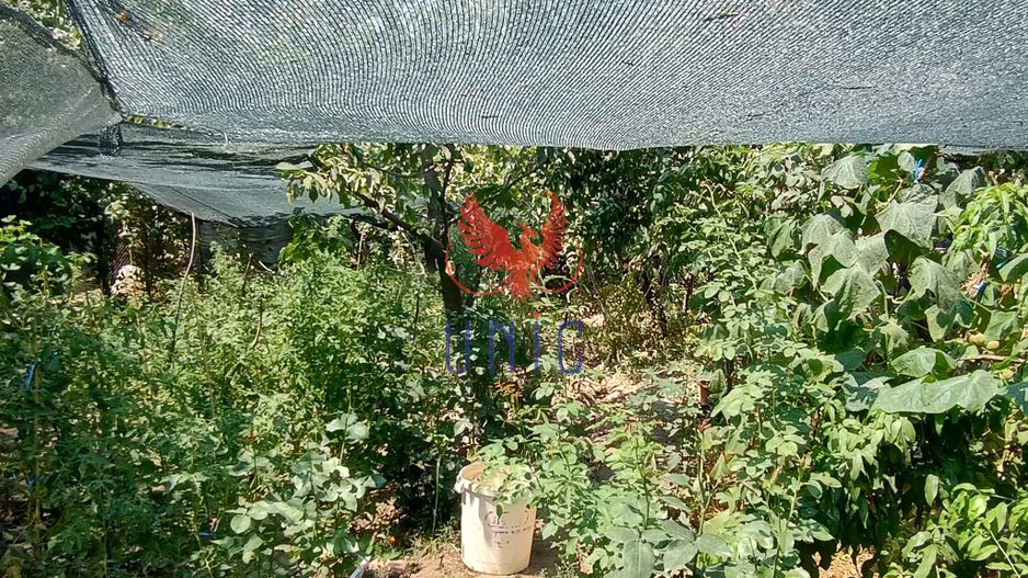 Teren 980 mp, 2 deschiderizona Drumul Muntenilor pret excelent - Poză 4