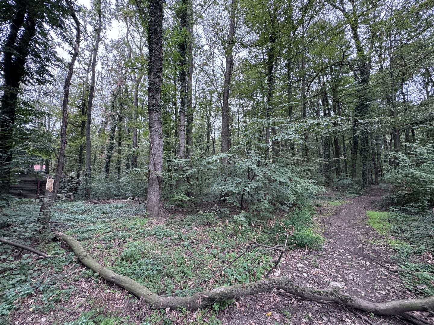 46644 mp teren in Padurea Baneasa proiect exclusivist - Poză 2