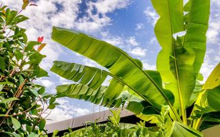 Dumbravita Casa Exclusivista pe Parter | 5 Camere | 1477mp Teren - Poză 12