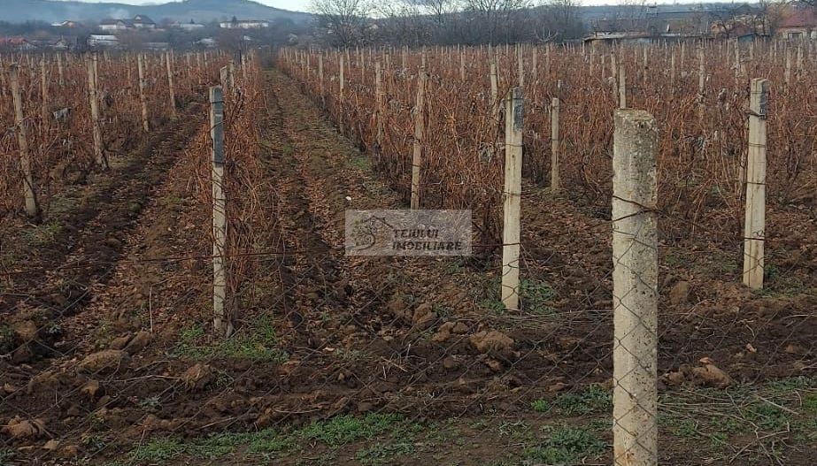 Teren/Loc de casa/Tamboesti - Poză 2