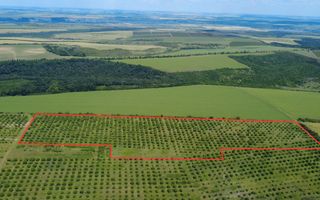 Teren Agricol, 11 HA, Bulăiești, Orhei - Poză 2
