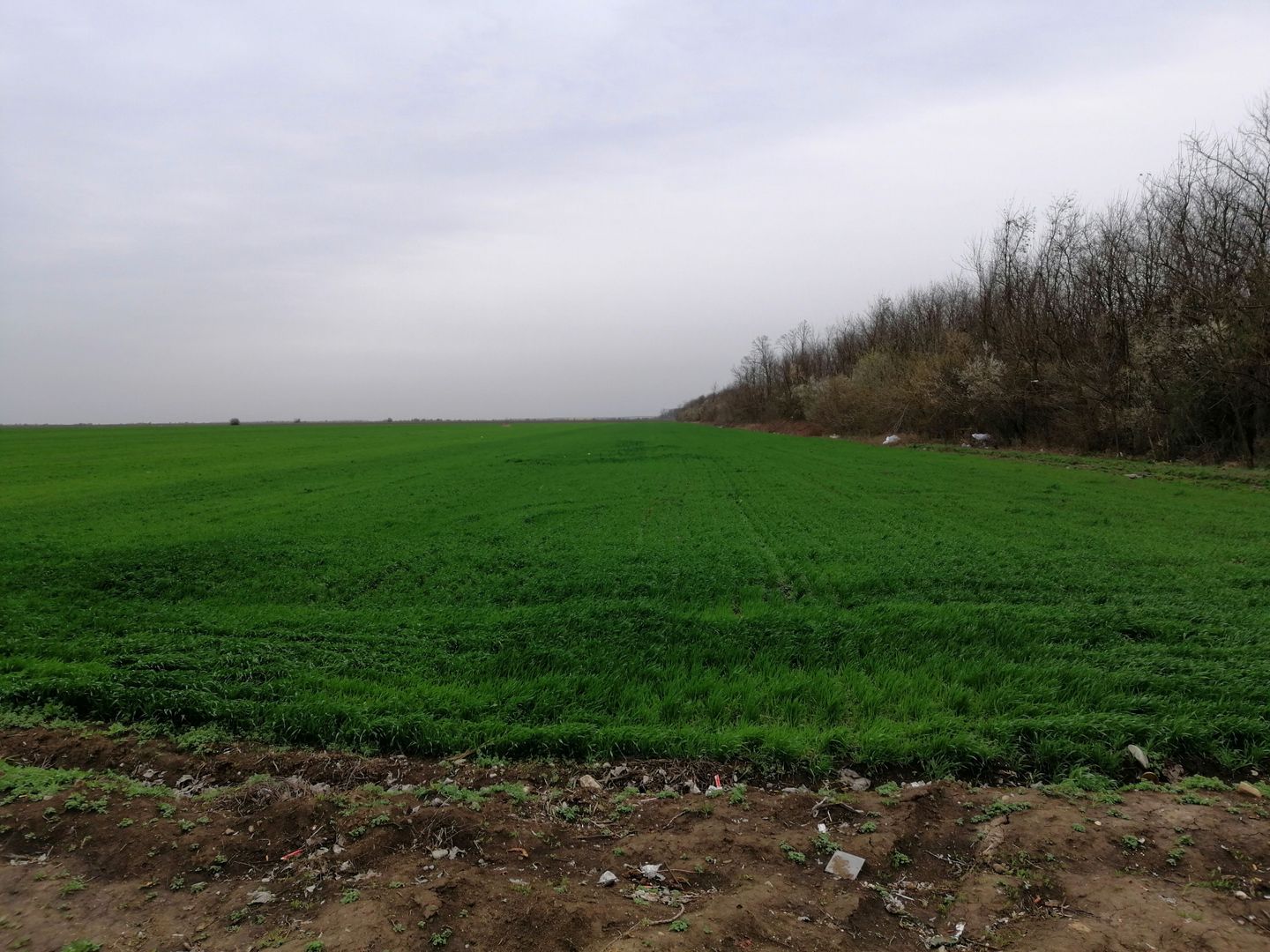 Teren extravilan localitatea Afumati - Poză 6