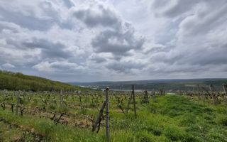 Vie Moldova - Poză 3