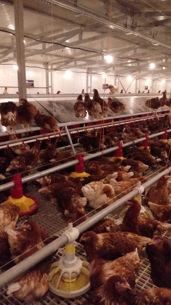 De vanzare ferma de gaini ouatoare in sistem free-range | 45.000 mp teren - Poză 5