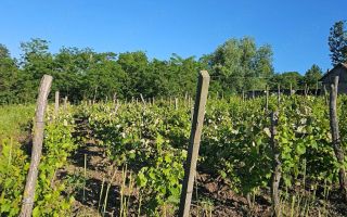 Casă cu teren intravilan de 5000 mp, livadă tânără și vie productivă, în Roșu, comuna Răducăneni, județul Iași - Poză 6