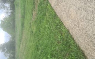 Teren de vânzare în Rediu, strada Soarelui – 491 mp - Poză 2