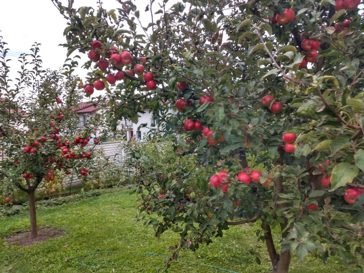 Casă individuală 5 camere cu garaj curte si gradină Șura Mare - Poză 16