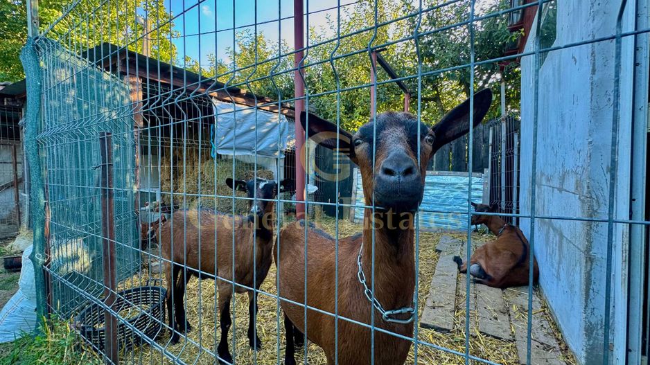 Vânzare Casă  D+P+E - 230 m.p. - Bucium - Poză 20