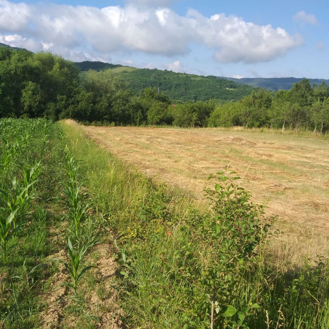 Teren Sasca Română-1079 mp - Poză 3