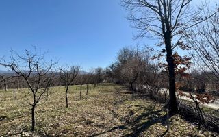 Teren intravilan | Berința | 5800 mp - Poză 3