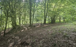 Teren extravilan  cu potential turistic - Brezoi - Poză 5