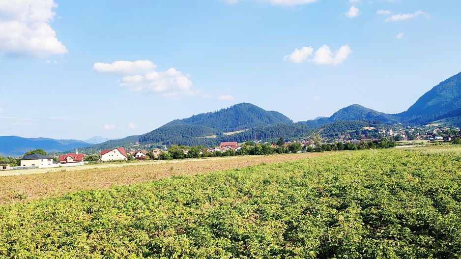 teren intravilan in Sacele-Baciu - Poză 5