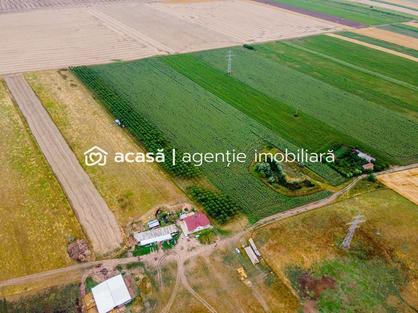 Teren cu plantație de arbori Paulownia, 1.25 ha - Poză 5