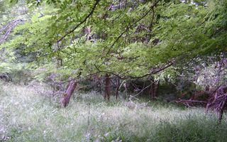 Teren de vanzare Cornu 3074 mp - Poză 4