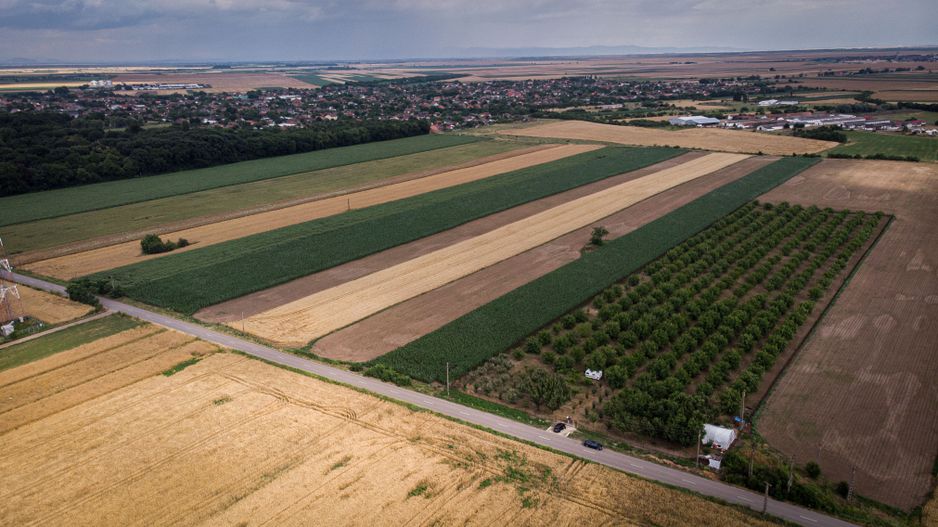 Livadă de nuci altoită și ecologică 2.5ha - Poză 3