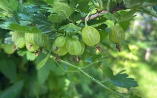 Vila de vanzare in Tunari I Gata de mutat I 4 camere I 5 parcari - Poză 47