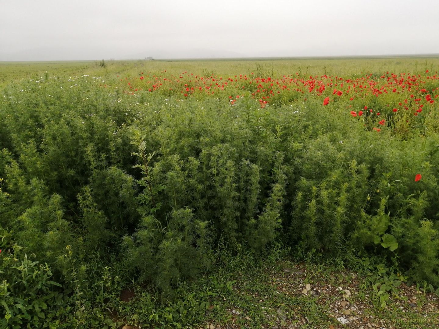 Teren la DN Brașov-Tărlungeni - Poză 8