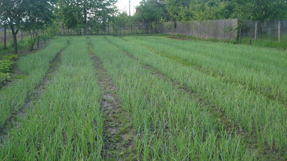 AZURA Imobiliare - Teren Auchan Gavana si Casa Bonus - Poză 10