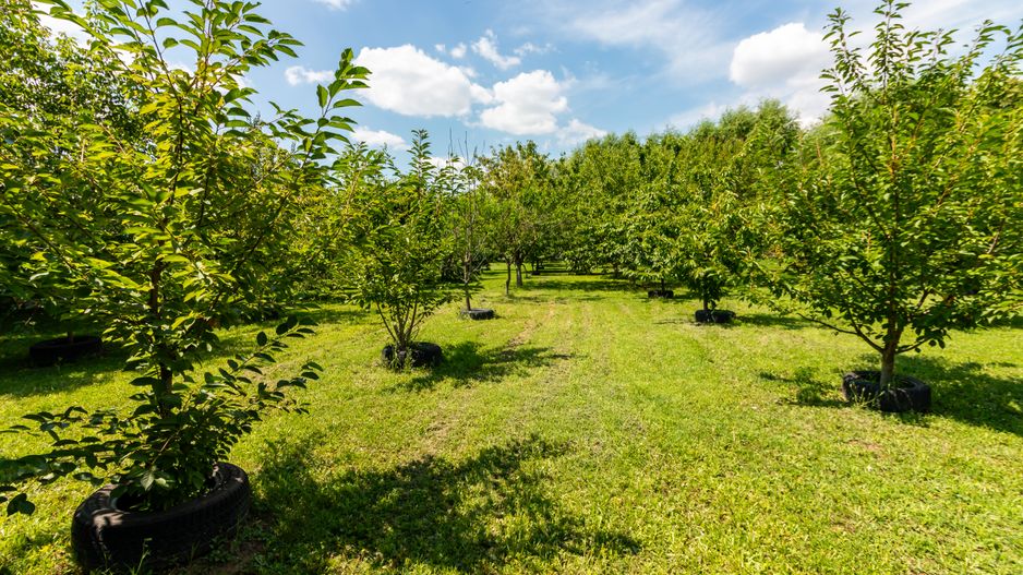 Casă de vânzare | PIPERA/ Teren 3300mp - Poză 24