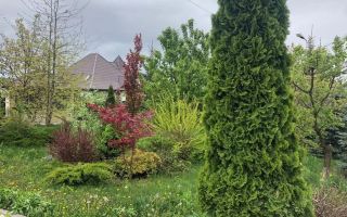 Vila 5 camere, Lebada - Poză 6