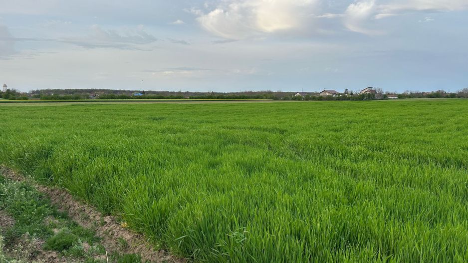 Teren intravilan cu destinatie rezidentiala 7.458 mp Balotesti - Poză 5