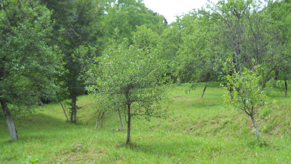 Teren Breaza de Jos, Prahova, Podu Vadului, 3750 mp (posibilitate si de 6000 mp) - Poză 1