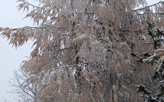 Teren de vanzare Adâncata - Poză 6