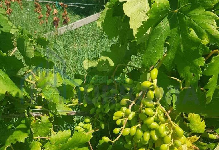 Teren intravilan de vânzare - 6200mp, pădure în apropiere - Poză 10