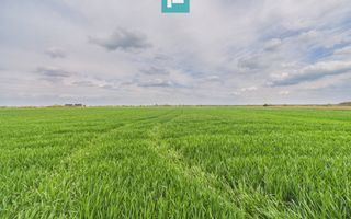 Teren extravilan 19.900 mp – Giroc centură - Poză 2