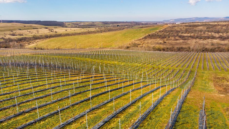 Plantație Bio de mure și zmeură  26,4 ha în Lipova - Poză 6