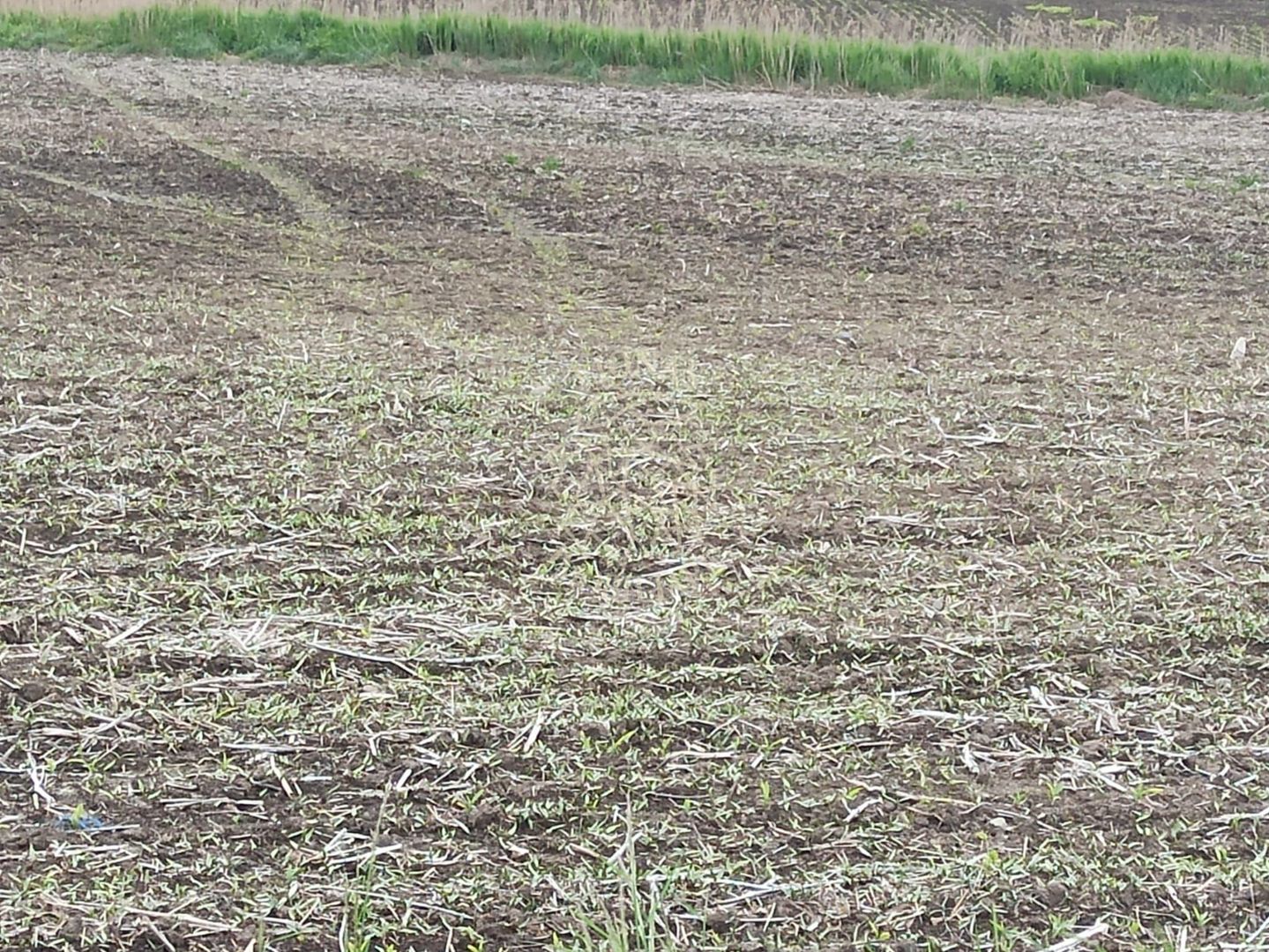 Teren intravilan 1000 mp cu utilitati-ideal casa P+2E-Sarata - Poză 3