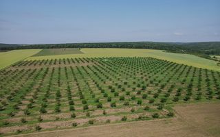 Vînzare, teren agricol, 25,3 ha, s. Peresecina, Orhei. - Poză 2