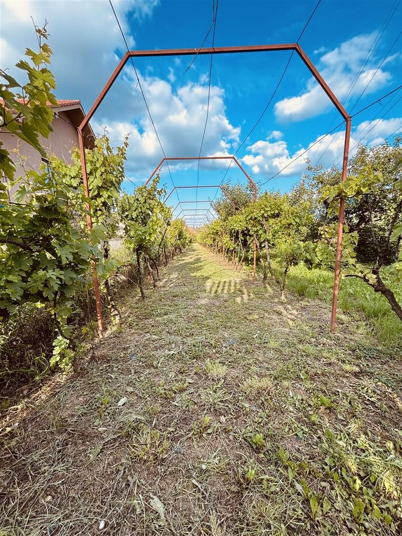 VILA CU 14 CAMERE SI 3405 MP TEREN IN SANMARTIN - Poză 7