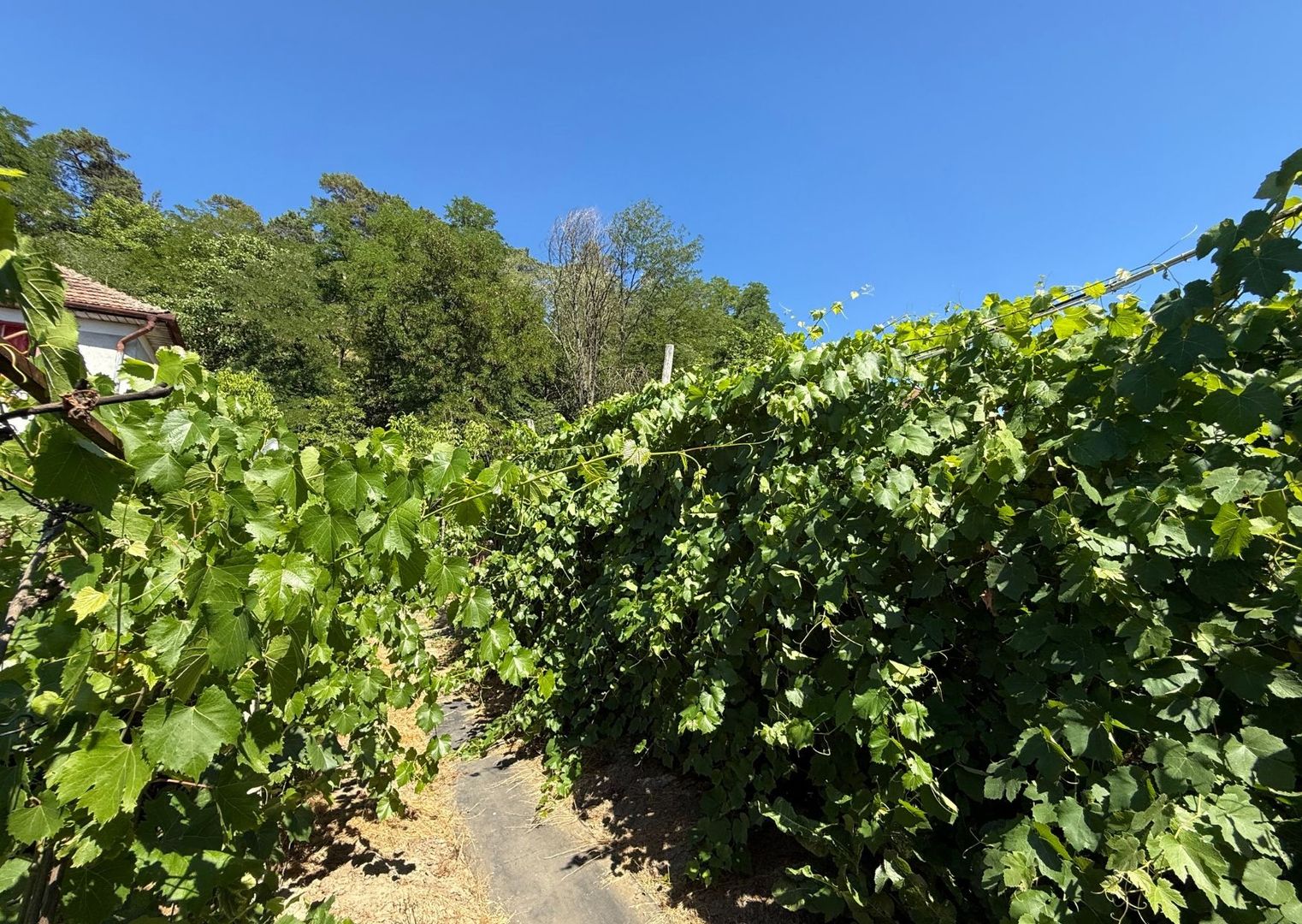 Casa de vanzare, Medias - Poză 19