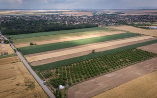 Livadă de nuci altoită și ecologică 2.5ha - Poză 4