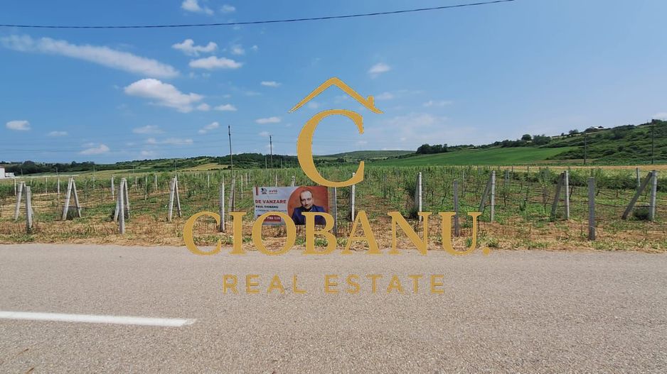Teren intravilan cu PLANTATIE DE GOJII de vanzare in Racari - Poză 1