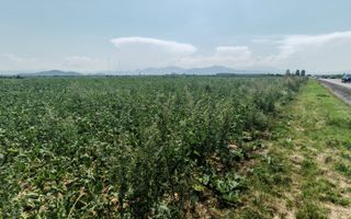 Teren intravilan 3,85 ha,Brasov DN 13 langa MILLE, OLYMPUS, ARKADA - Poză 4