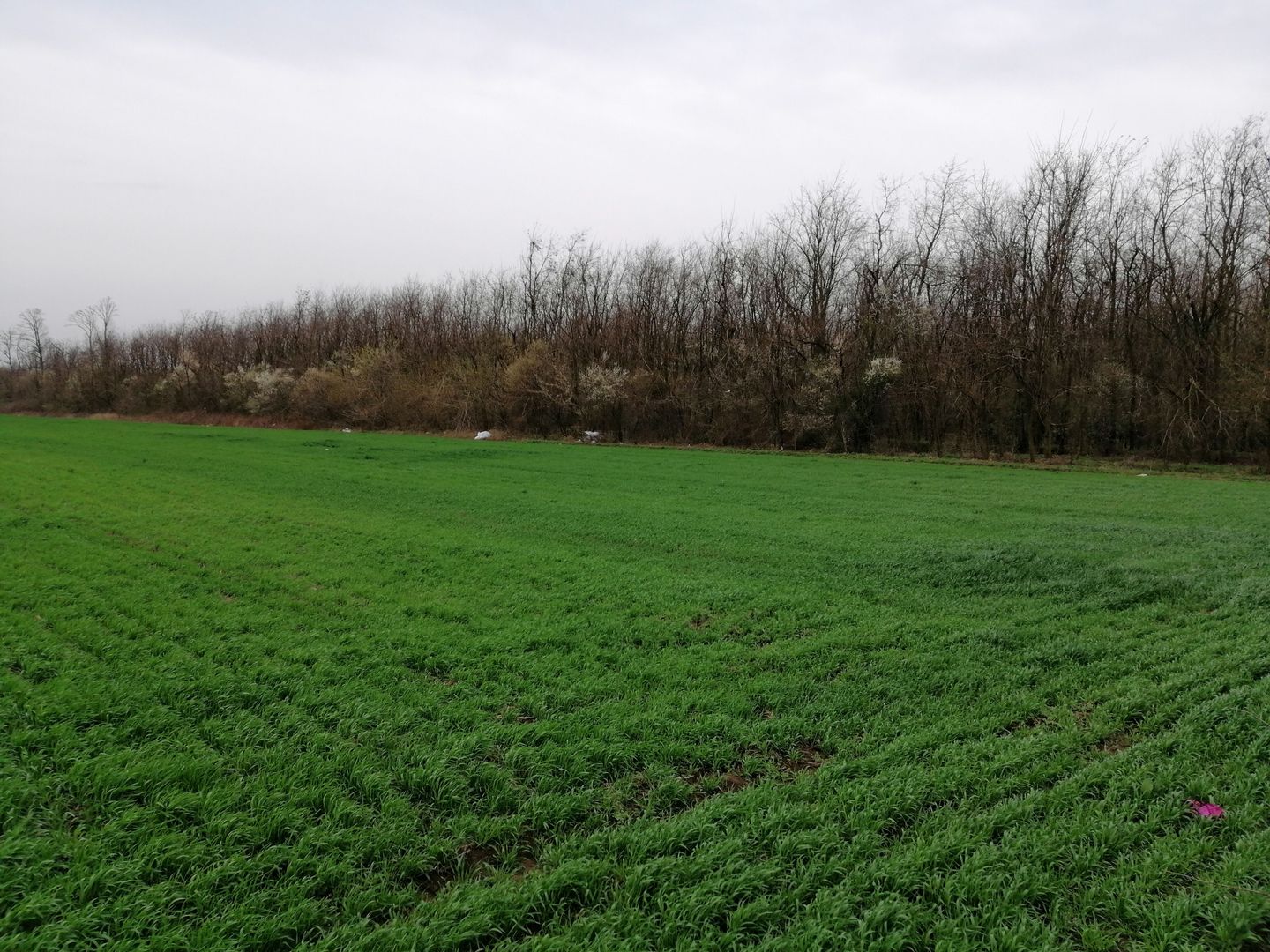 Teren extravilan localitatea Afumati - Poză 2